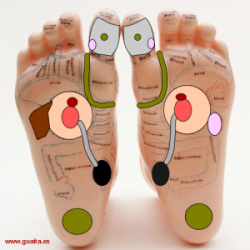 puntos de reflexologia en la planta del pie